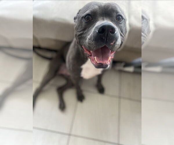 Medium Photo #3 American Staffordshire Terrier Puppy For Sale in Rosenberg, TX, USA