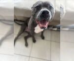 Small #2 American Staffordshire Terrier