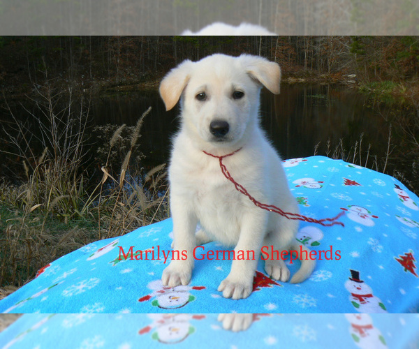 Medium Photo #1 German Shepherd Dog Puppy For Sale in PIEDMONT, MO, USA