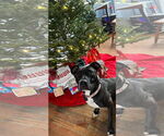Small #16 American Pit Bull Terrier Mix