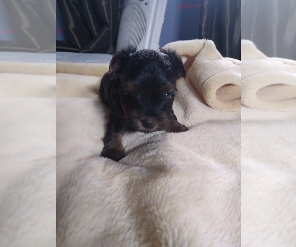 Medium Photo #1 Yorkshire Terrier Puppy For Sale in ROSENBERG, TX, USA