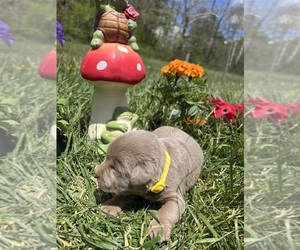 Labrador Retriever Puppy for sale in NEOLA, WV, USA