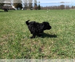 Small Photo #3 Portuguese Water Dog Puppy For Sale in LAKEVIEW, MI, USA