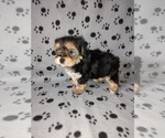 Small #10 Morkie