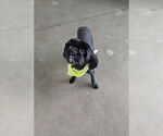 Small Shih Tzu Mix