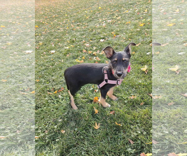 Medium Photo #2 Mutt Puppy For Sale in St. Louis Park, MN, USA