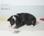 Small Photo #7 Pembroke Welsh Corgi Puppy For Sale in ANDALUSIA, AL, USA