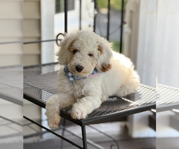 Medium Photo #5 Goldendoodle (Miniature) Puppy For Sale in SAINT MARYS, KS, USA