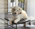 Small #4 Goldendoodle (Miniature)