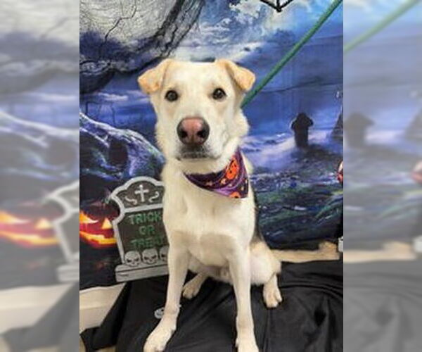 Medium Photo #2 German Shepherd Dog Puppy For Sale in Petaluma, CA, USA