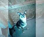 Small #3 German Shepherd Dog Mix