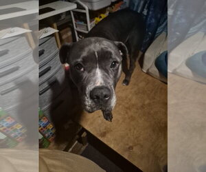 Mutt Dogs for adoption in San Diego, CA, USA