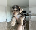 Small Photo #13 Yorkshire Terrier Puppy For Sale in SAN JACINTO, CA, USA