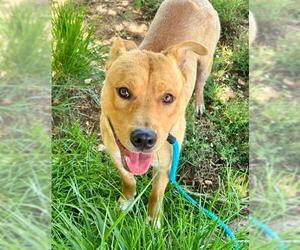 American Pit Bull Terrier-Labrador Retriever Mix Dogs for adoption in Sacramento, CA, USA
