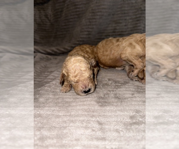 Medium Photo #5 Double Doodle Puppy For Sale in OZARK, AR, USA