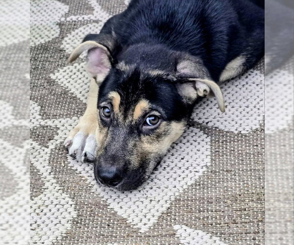 Medium Photo #2 Mutt Puppy For Sale in House Springs, MO, USA