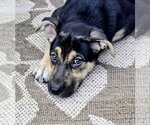Small #1 Mutt