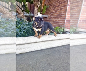 English Bulldog Puppy for sale in LITITZ, PA, USA