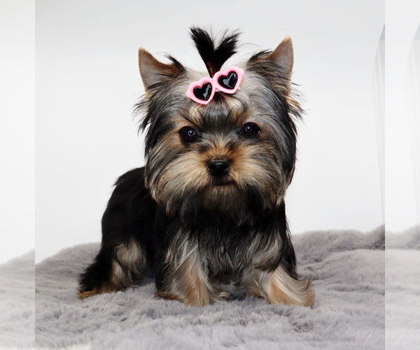 Medium Photo #4 Yorkshire Terrier Puppy For Sale in LOS ANGELES, CA, USA
