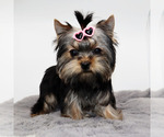Small #3 Yorkshire Terrier