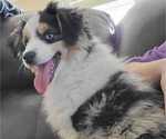 Small Photo #4 Miniature Australian Shepherd Puppy For Sale in VERNONIA, OR, USA