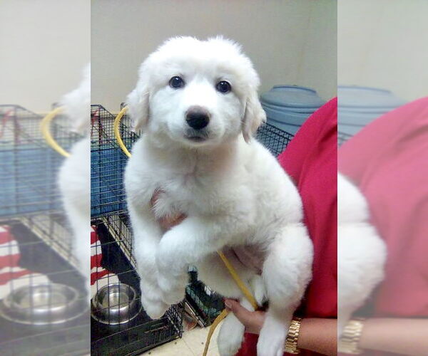 Medium Photo #4 Great Pyrenees Puppy For Sale in Spring, TX, USA
