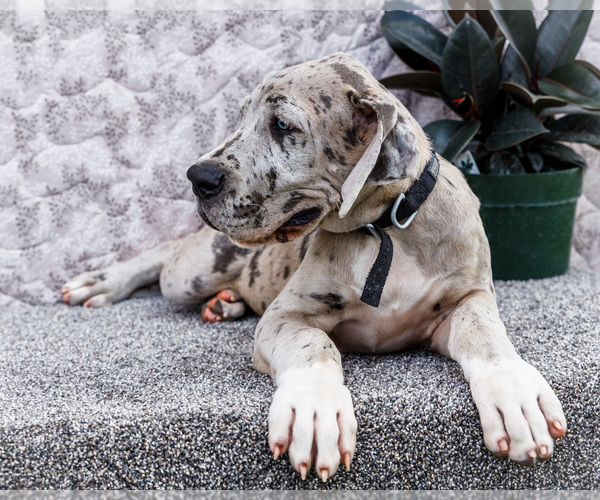 Medium Photo #7 Great Dane Puppy For Sale in WAKARUSA, IN, USA