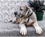 Small #6 Great Dane