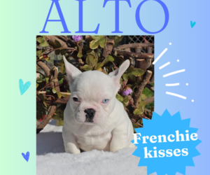 French Bulldog Puppy for sale in MANTECA, CA, USA