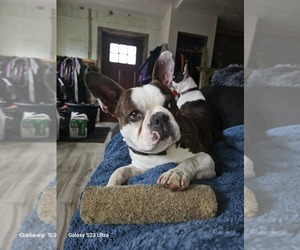Boston Terrier Puppy for sale in BOXFORD, MA, USA