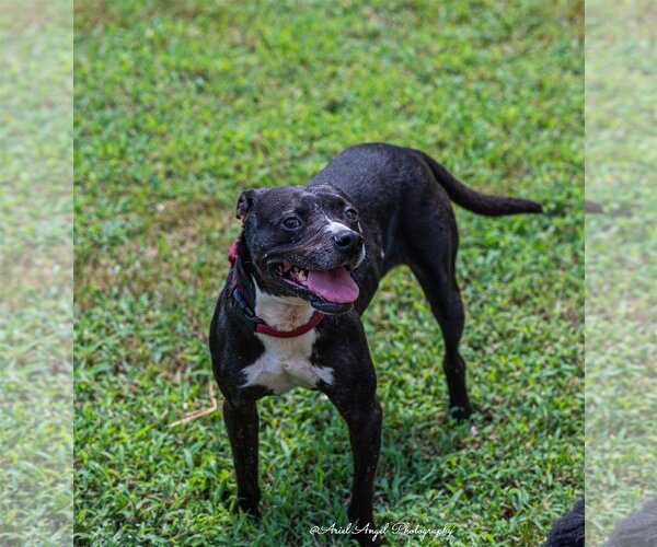 Medium Photo #3  Puppy For Sale in , 