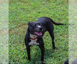 American Staffordshire Terrier-Labrador Retriever Mix Dogs for adoption in Munford, TN, USA