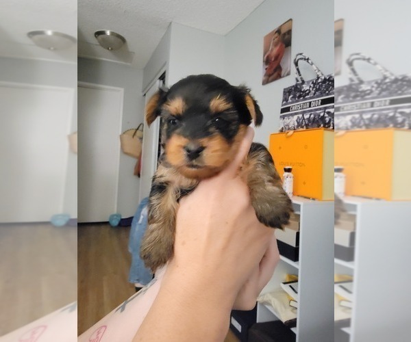 Medium Photo #1 Yorkshire Terrier Puppy For Sale in ONTARIO, CA, USA