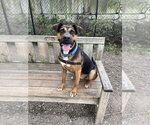 Small Photo #11 Mutt Puppy For Sale in Elmsford, NY, USA