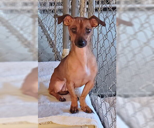 Medium Photo #2 Chihuahua-Unknown Mix Puppy For Sale in Ventura, CA, USA