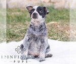 Small #1 Australian Cattle Dog