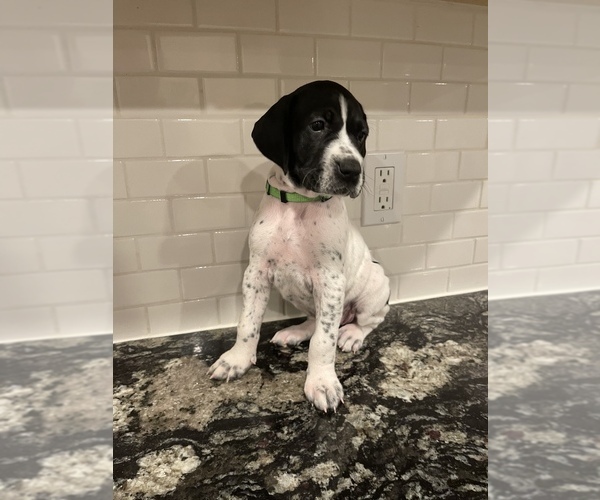 Full screen Photo #7 German Shorthaired Pointer Puppy For Sale in ROCKLIN, CA, USA