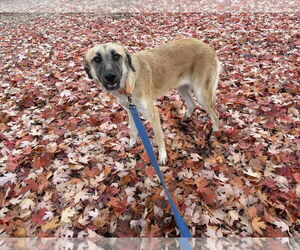 Mutt Dogs for adoption in Minneapolis, MN, USA