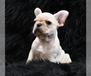 French Bulldog Puppy for sale in PLEASANT HOPE, MO, USA