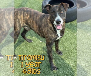 Mutt Dogs for adoption in Woodbury, NY, USA