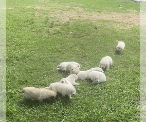 Anatolian Shepherd-Great Pyrenees Mix Puppy for Sale in CLEVELAND, Tennessee USA