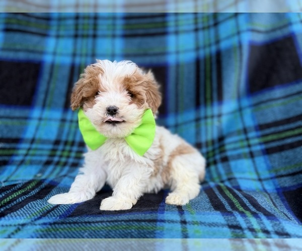 Medium Photo #7 Cavapoo (Miniature) Puppy For Sale in LAKELAND, FL, USA