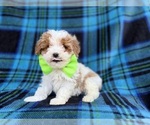 Small #6 Cavapoo (Miniature)