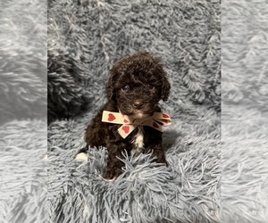 Cavapoo (Toy) Puppy for sale in JEFFERSONVILLE, IN, USA