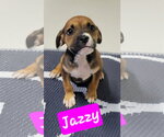 Small #1 Boxer Mix
