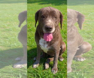 Octavia - Female Mutt Dog for Adoption - Photo #7