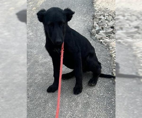 Medium Photo #1 German Shepherd Dog-Unknown Mix Puppy For Sale in Houston, TX, USA