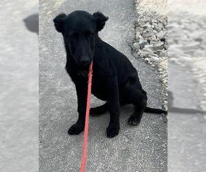 German Shepherd Dog-Unknown Mix Dogs for adoption in Houston, TX, USA