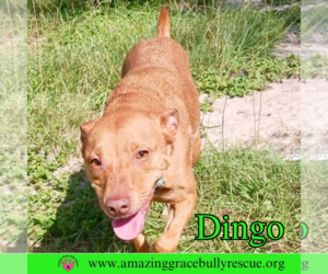 Dingo - Male American Pit Bull Terrier-Unknown Mix Dog for Adoption - Photo #4