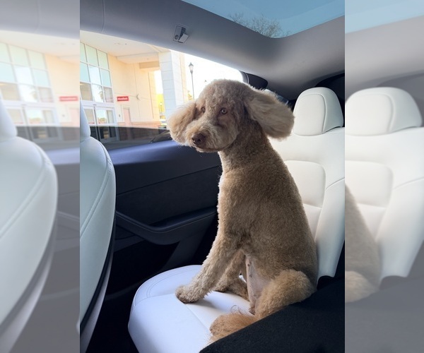 Medium Photo #8 Goldendoodle Puppy For Sale in JACKSONVILLE, FL, USA